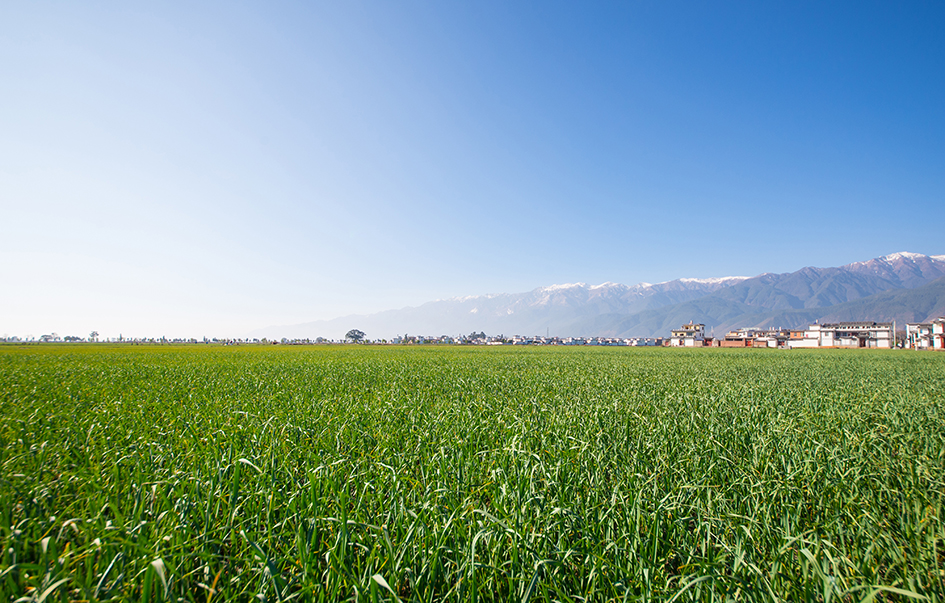 Extreme weather conditions led to a significant increase price of new rice in Taiwan