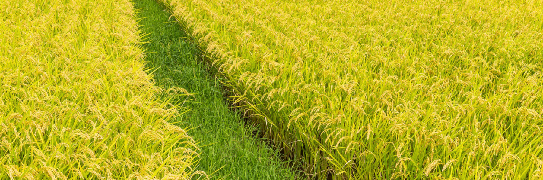 Rice Varieties